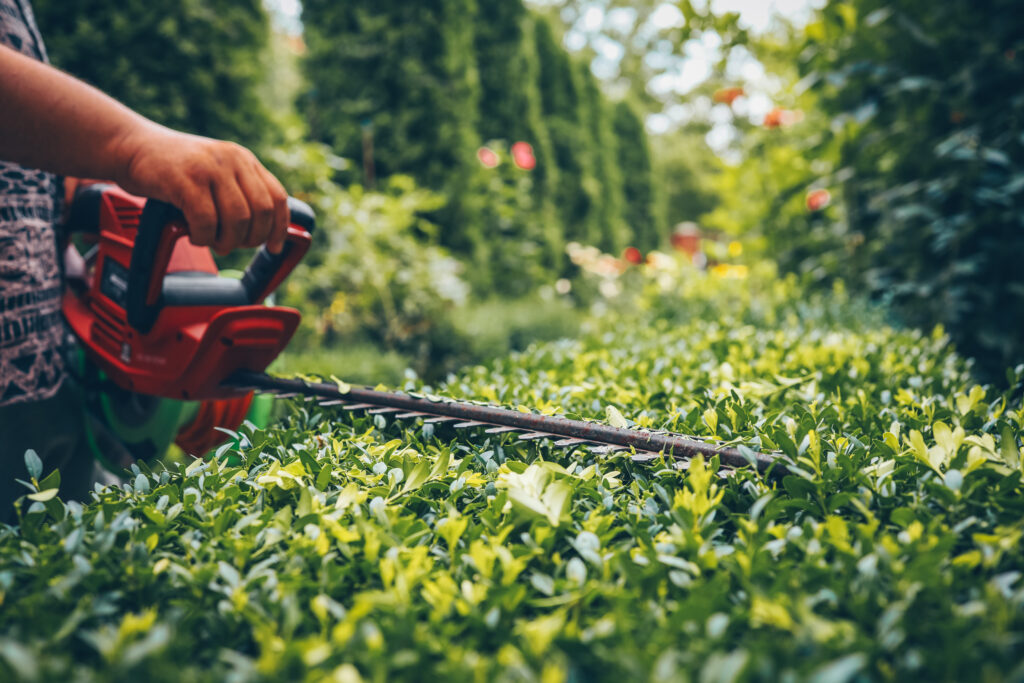 close up of an electric hedge trimmer cutting boxwood in a sunny garden. ideal for yard upkeep, landscaping, and shaping green foliage